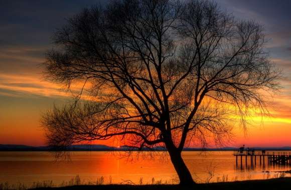 Tree And Sunset, HDR