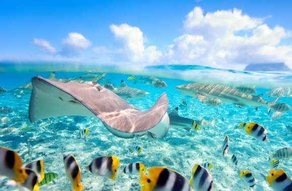 Tropical Underwater World wallpapers hd quality
