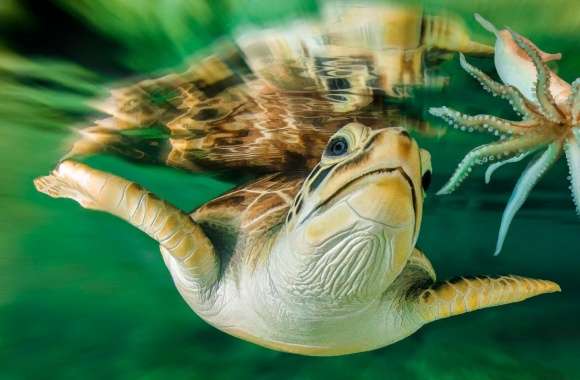 Turtle Octopus wallpapers hd quality