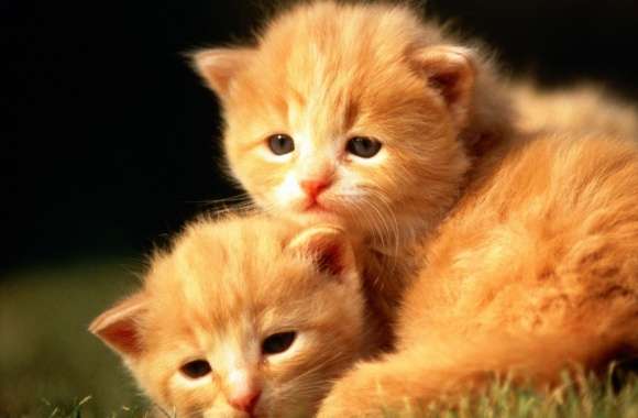 Two Baby Kittens