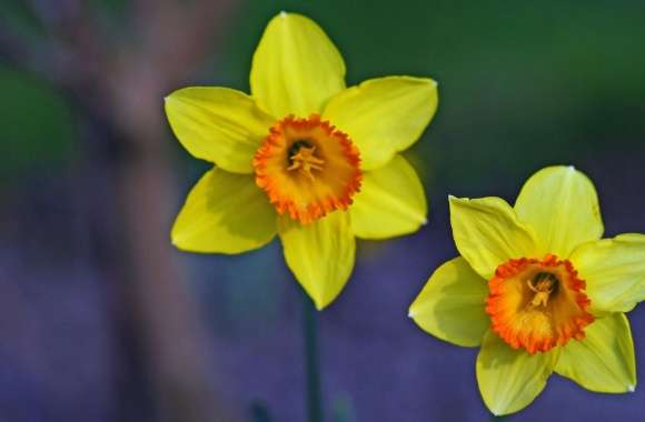 Two Beautiful Daffodils
