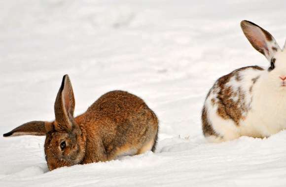Two Rabbits In The Snow