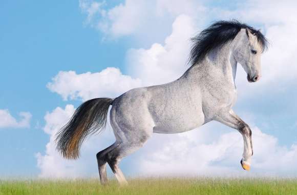 White Horse wallpapers hd quality