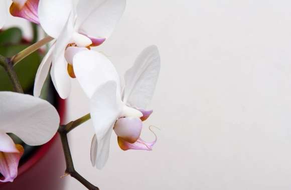 White Orchidee