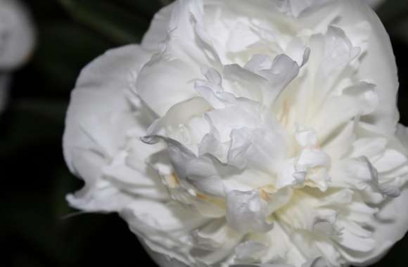 White Rose Just Like Silk