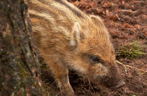 Wild Boar Piglet wallpapers hd quality