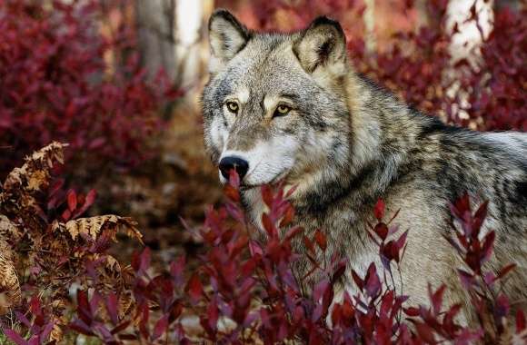 Wolf, Autumn