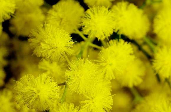 Yellow Acacia Baileyana Flowers