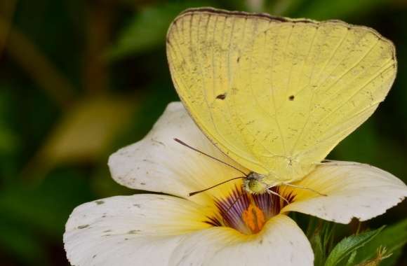 Yellow Orange Tip Butterly