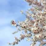 Almond Blossoms image