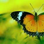 Beautiful Butterfly free wallpapers
