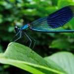 Blue Dragonfly high definition wallpapers