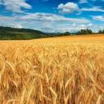 Golden Wheat Field wallpapers hd