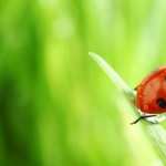 Ladybug Macro high definition photo