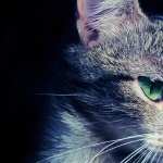 Mysterious Cat wallpapers for desktop