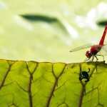 Red Dragonfly images