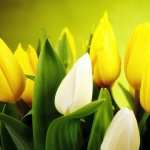 Spring Flowers wallpapers for android