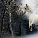 White Horse background