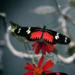 Beautiful Butterfly PC wallpapers