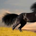 Black Horse wallpapers hd