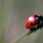 Ladybug Macro hd desktop