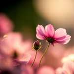 Pink Cosmos Flowers pic