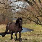 Black Horse download