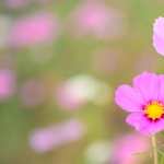 Pink Cosmos Flowers new photos