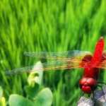 Red Dragonfly free download