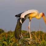 Stork high definition photo
