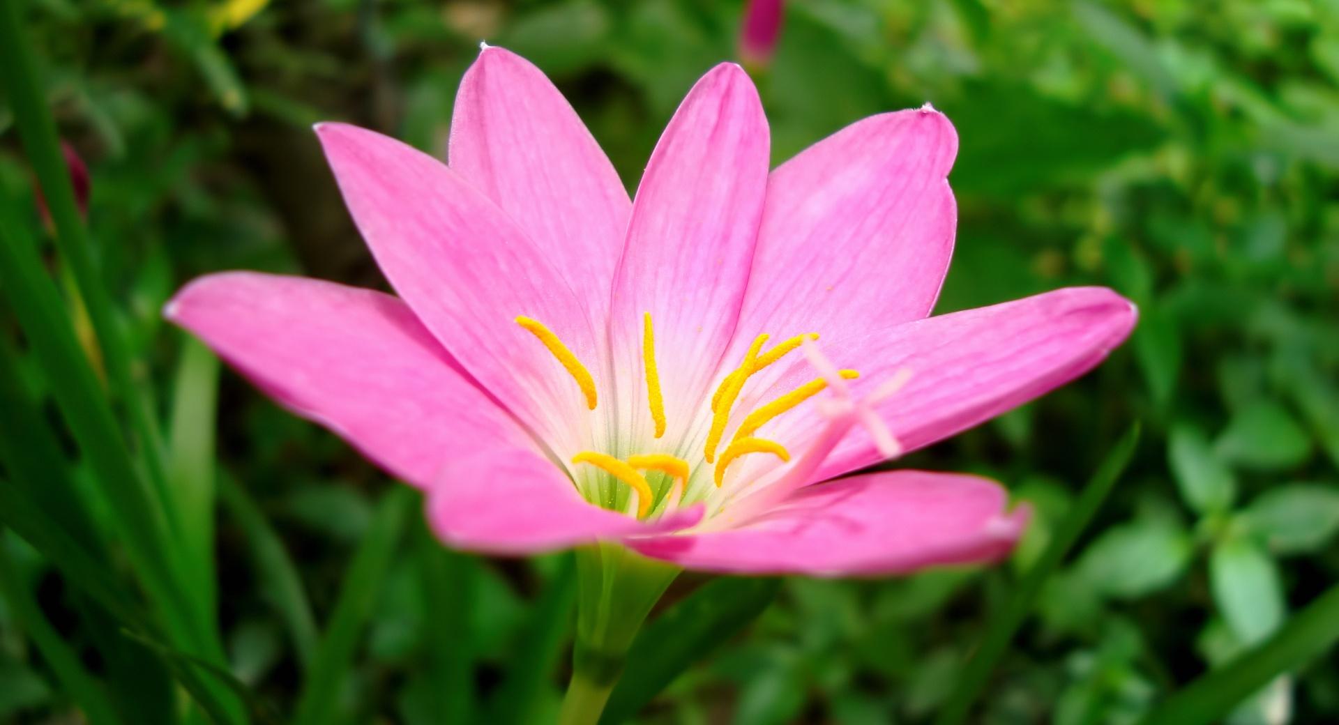 A Unknown Pink Flower at 2560 x 1440 HD size wallpapers HD quality