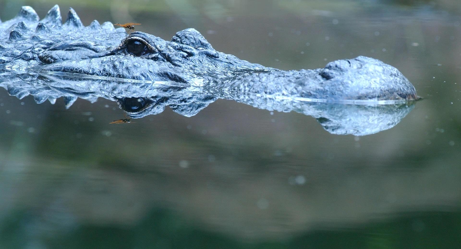 Alligator In Water at 1024 x 1024 iPad size wallpapers HD quality
