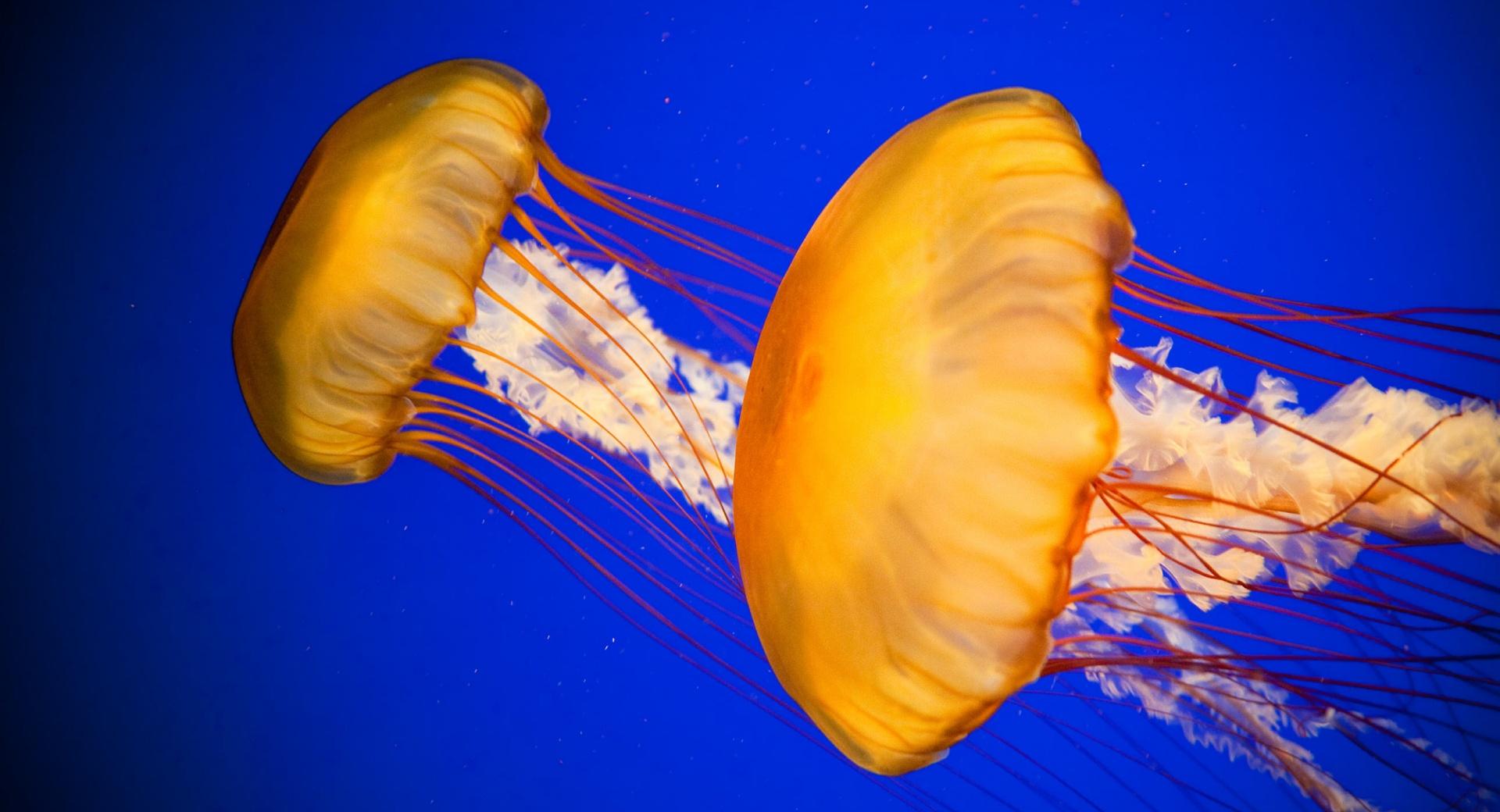 Atlantic Sea Nettle Jellyfish wallpapers HD quality