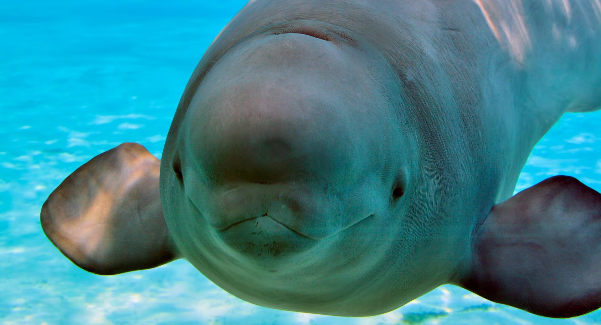 Baby Beluga at 640 x 960 iPhone 4 size wallpapers HD quality
