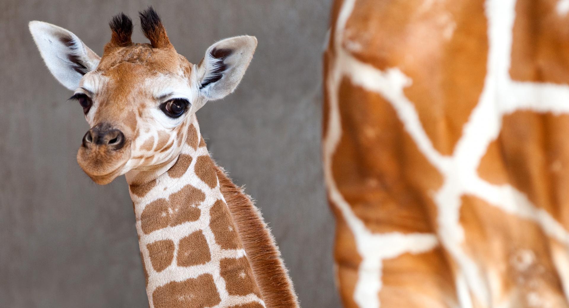 Baby Giraffe at 320 x 480 iPhone size wallpapers HD quality