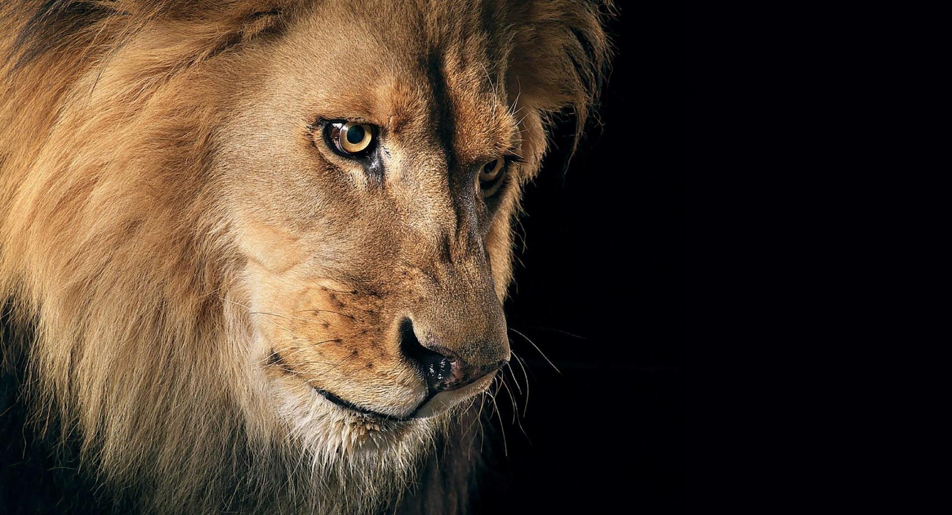 Beautiful Lion Portrait at 1280 x 960 size wallpapers HD quality