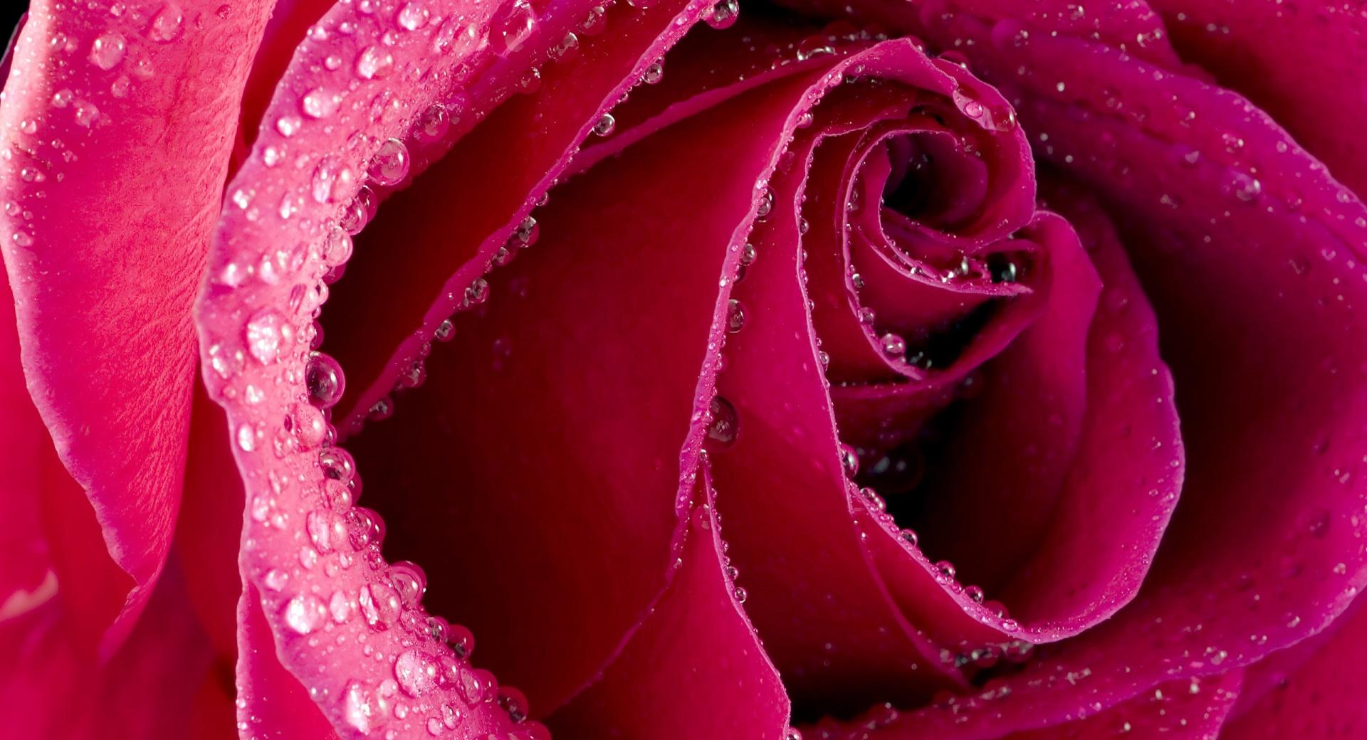 Beautiful Rose Bud at 640 x 1136 iPhone 5 size wallpapers HD quality