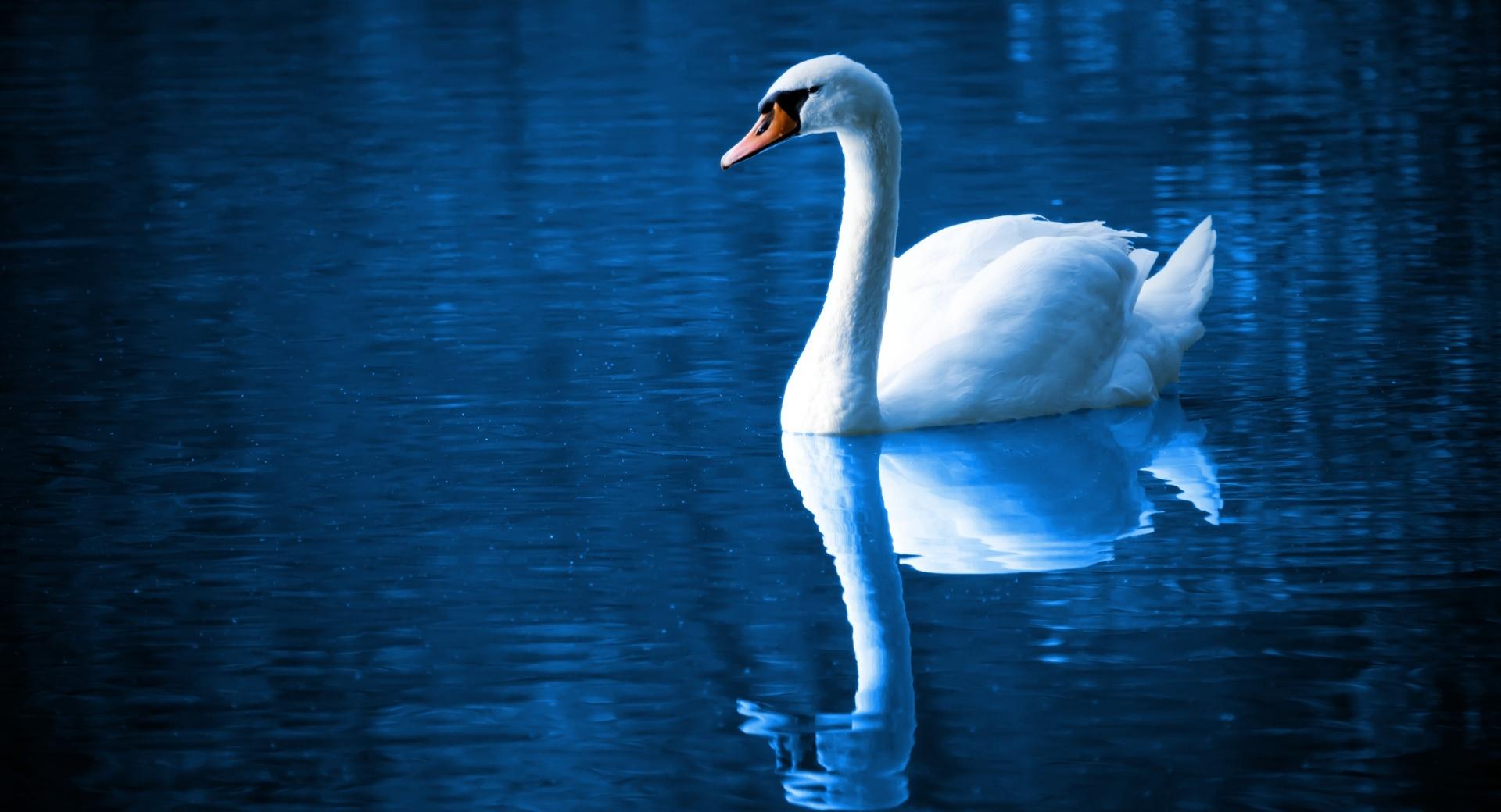 Beautiful Swan at 640 x 1136 iPhone 5 size wallpapers HD quality
