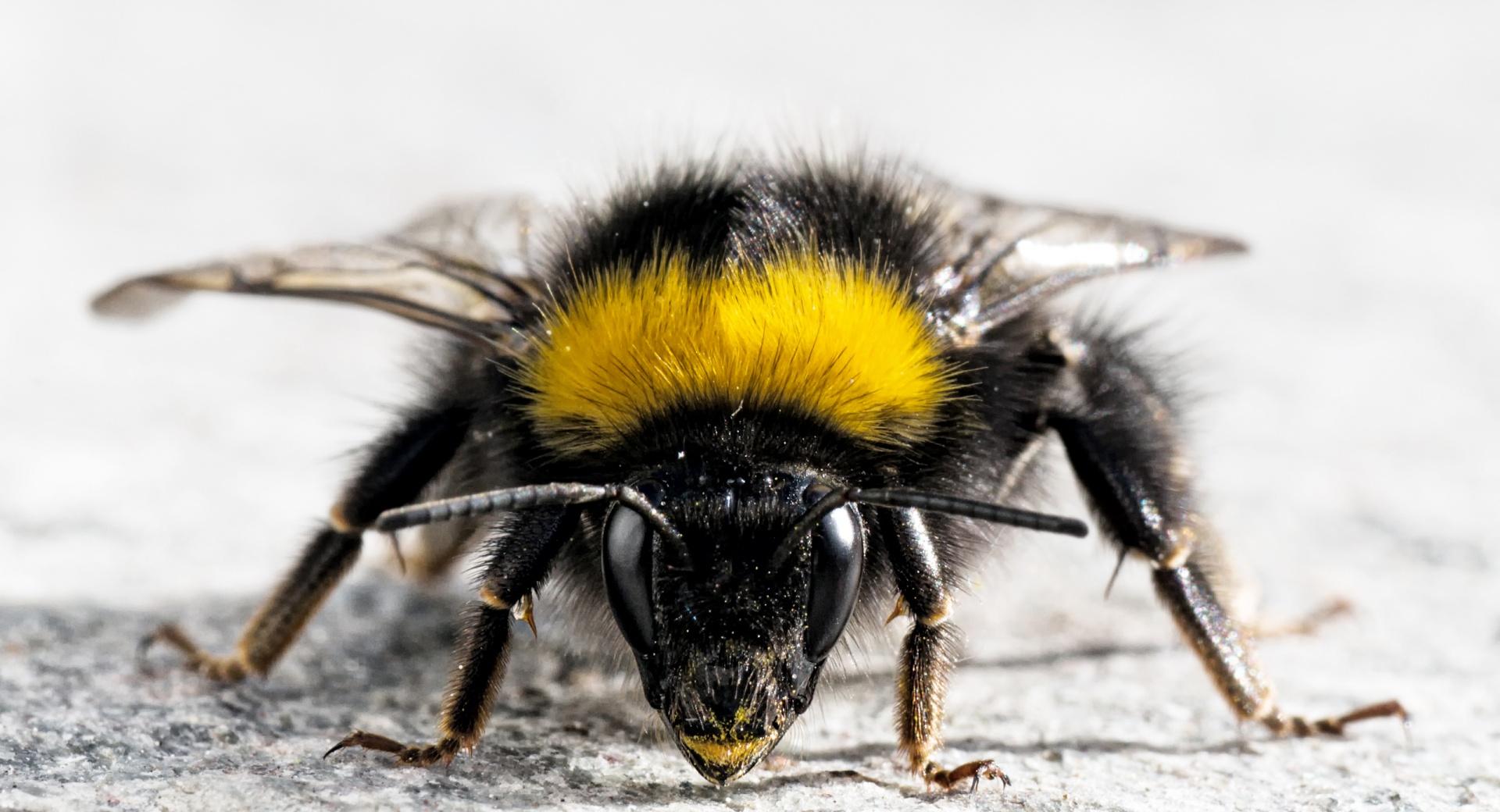 Bee Close Up at 1600 x 1200 size wallpapers HD quality