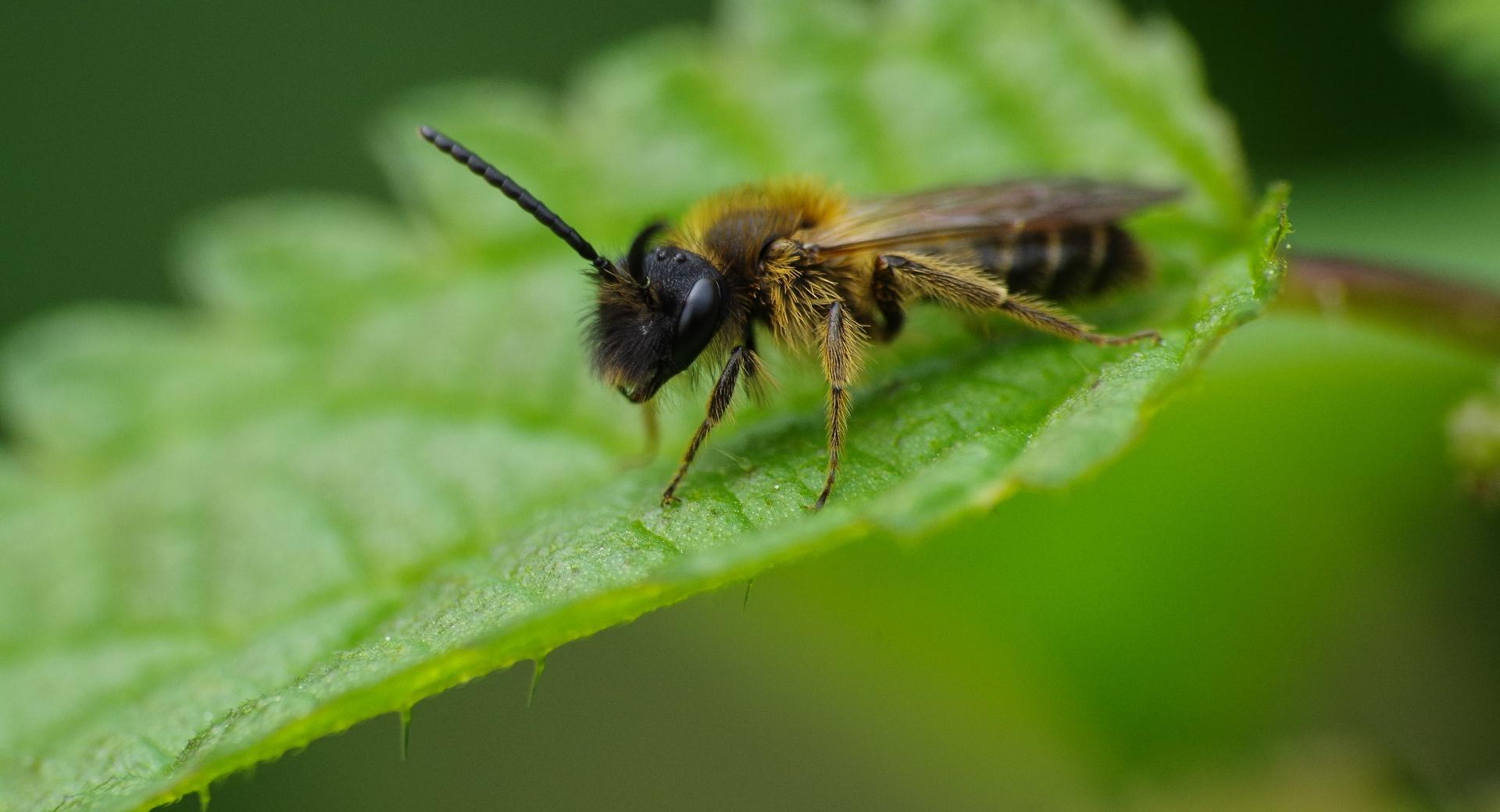 Bee On A Leaf at 1152 x 864 size wallpapers HD quality