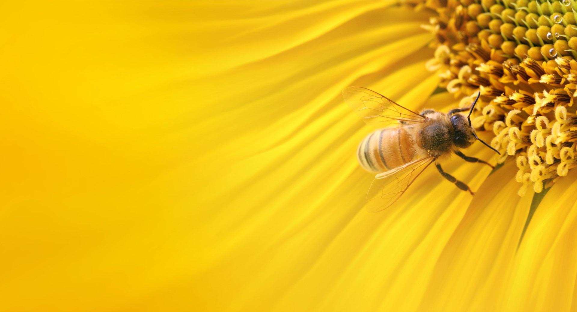 Bee On Sunflower at 1152 x 864 size wallpapers HD quality