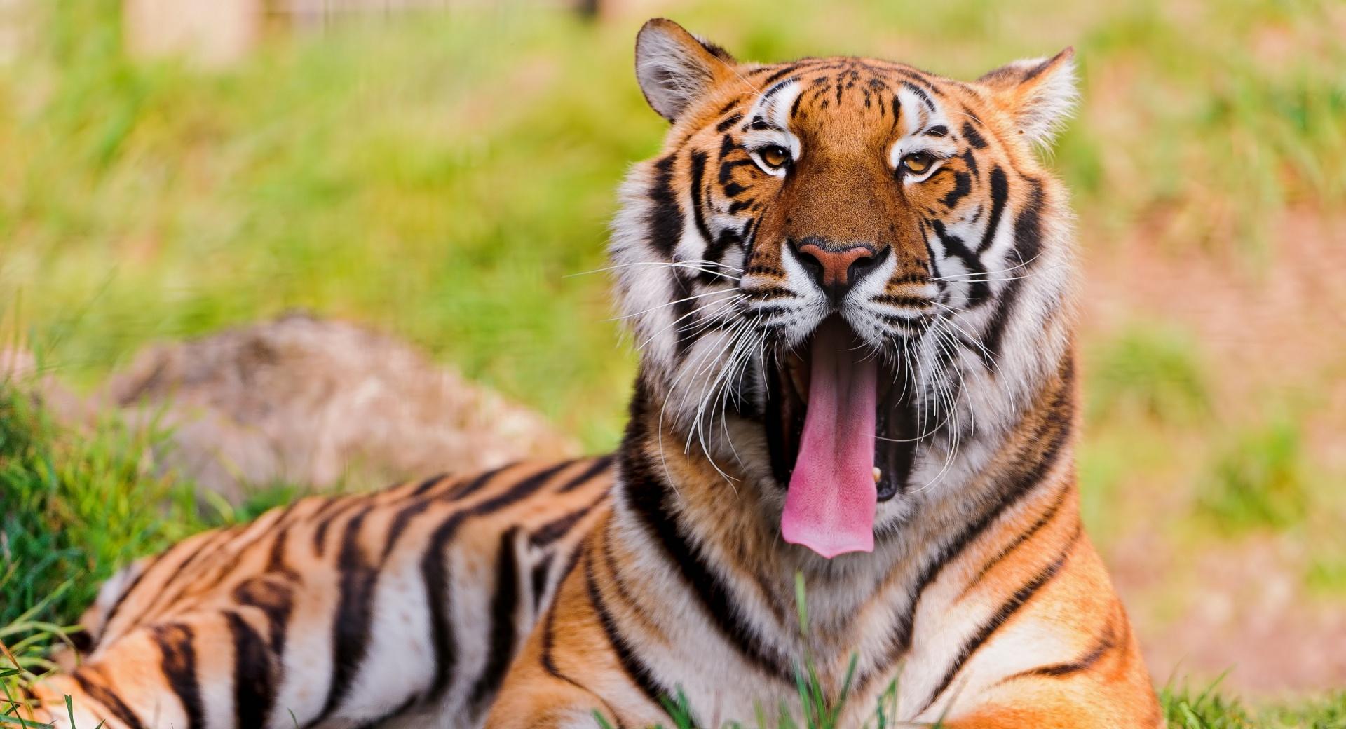 Bengal Tiger Lying In The Grass And Yawning wallpapers HD quality