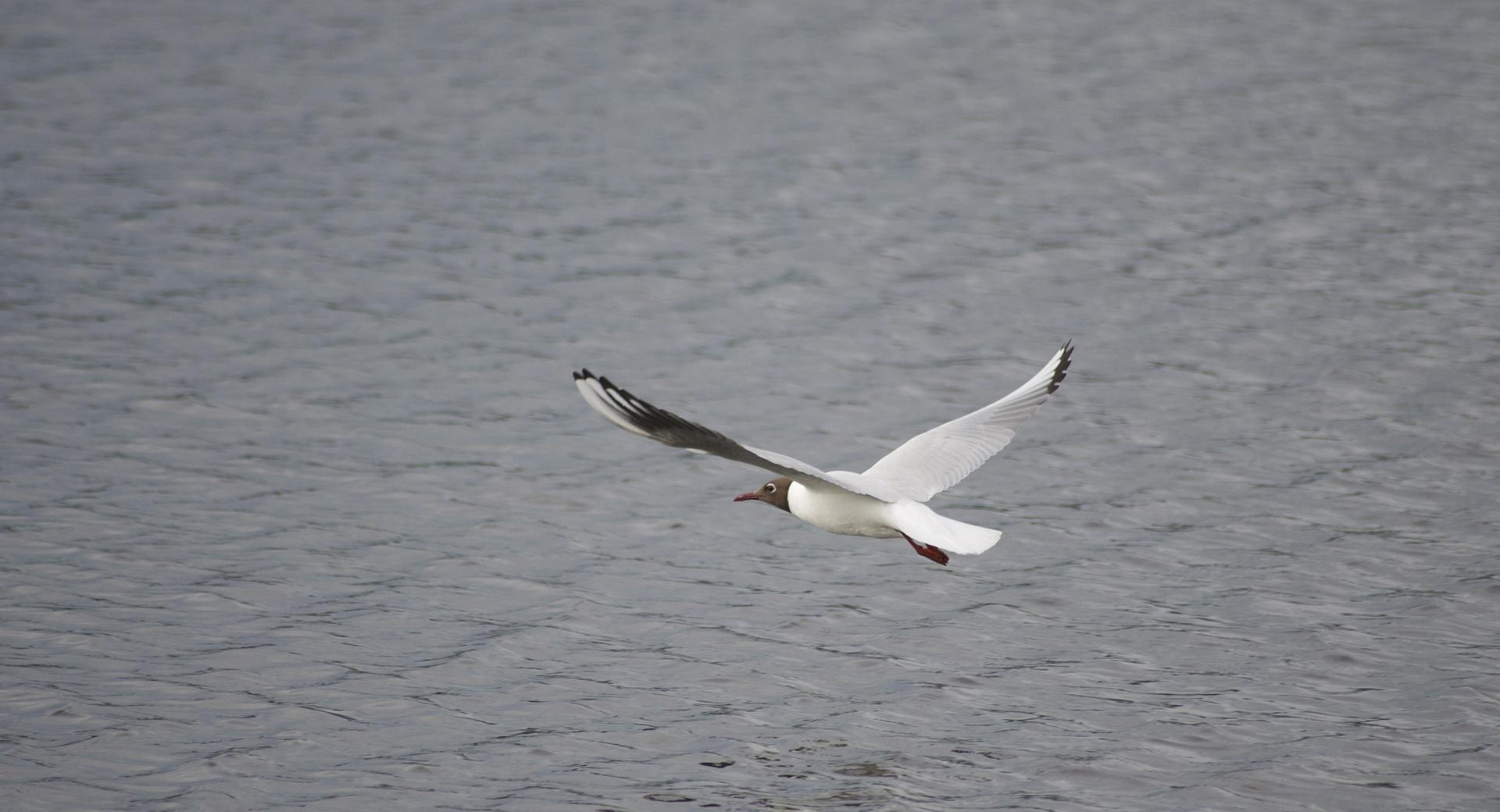 Black-headed Gull in Flight at 640 x 1136 iPhone 5 size wallpapers HD quality