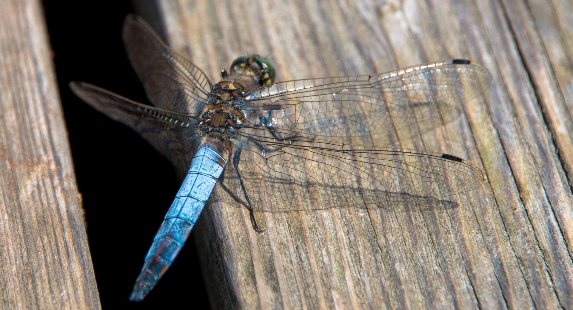 Blue Dragonfly, Libelle, Austria at 320 x 480 iPhone size wallpapers HD quality