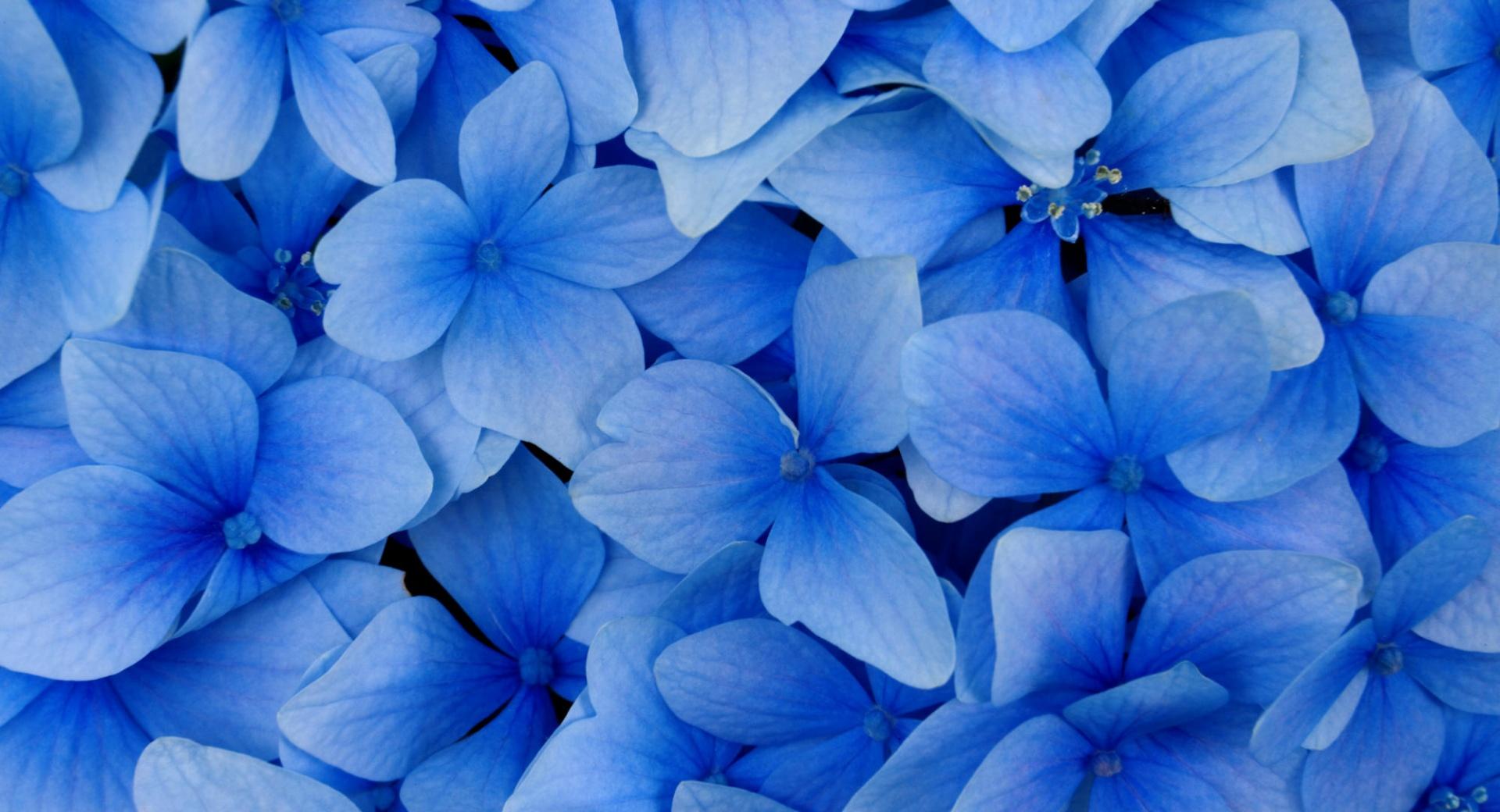 Blue Hydrangea Blossoms at 640 x 1136 iPhone 5 size wallpapers HD quality