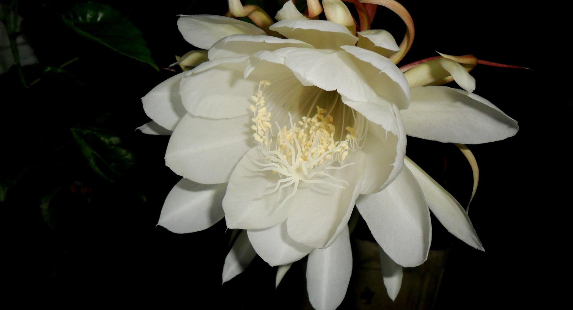 Brahmakamal at 1280 x 960 size wallpapers HD quality