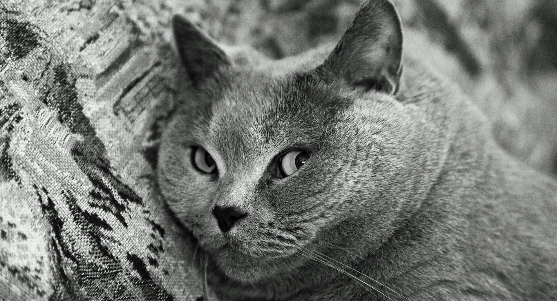 British Shorthair Cat at 2048 x 2048 iPad size wallpapers HD quality