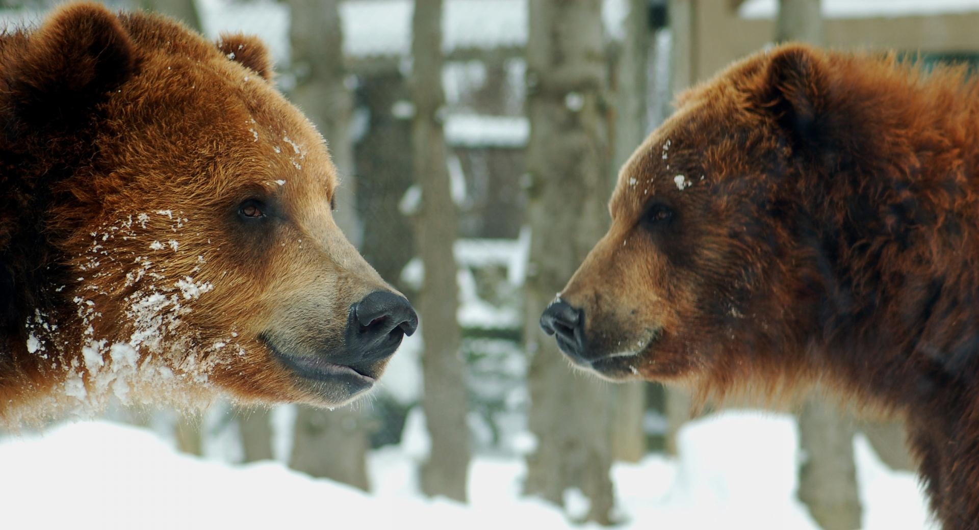 Brown Bears Couple at 1152 x 864 size wallpapers HD quality