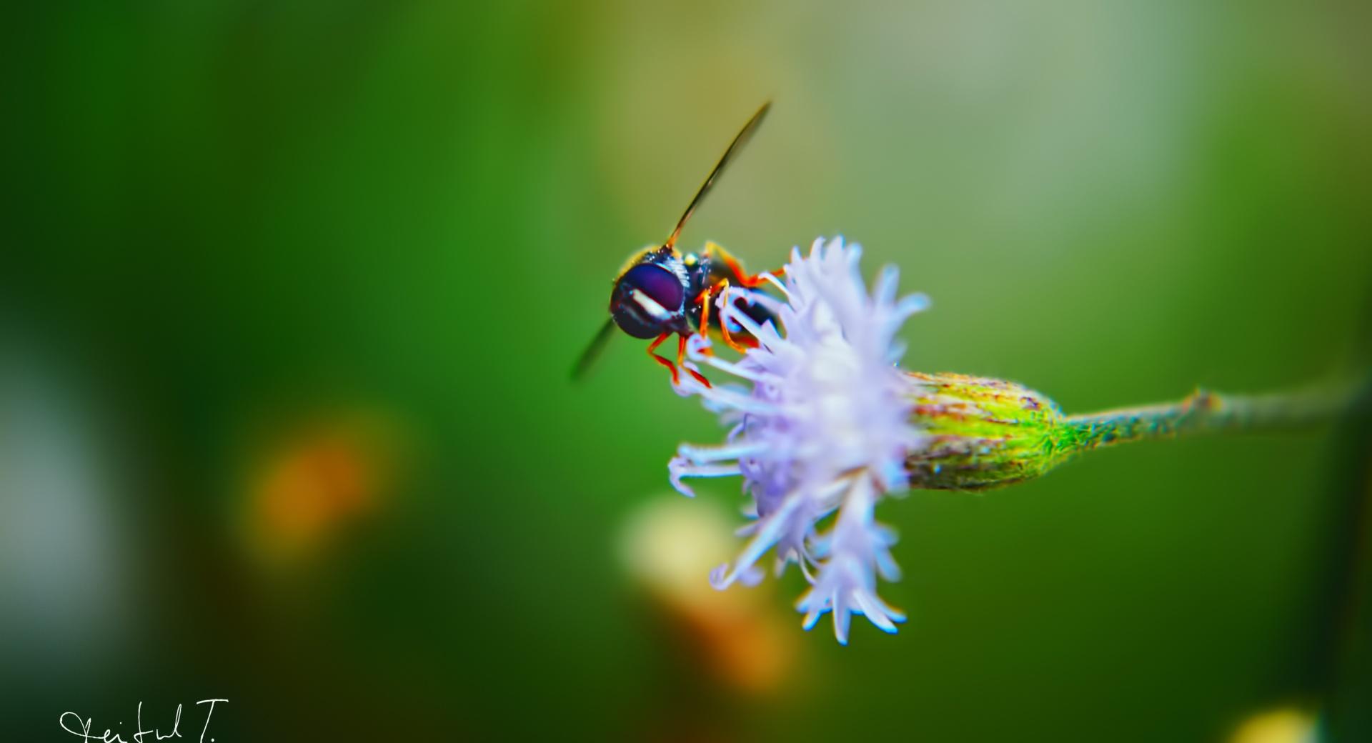 Bug on Fower at 1280 x 960 size wallpapers HD quality
