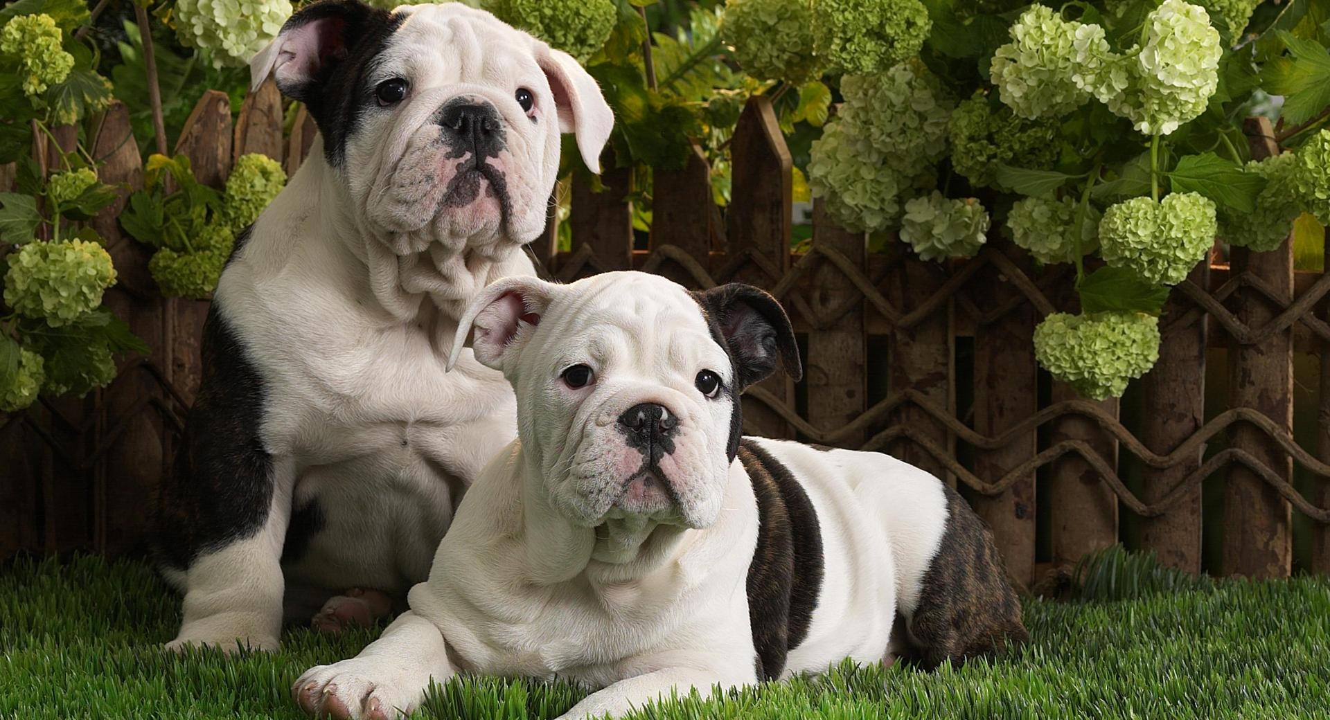 Bulldog Puppies at 320 x 480 iPhone size wallpapers HD quality